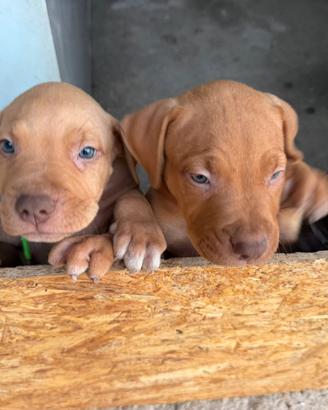 American pitbull terrier UKC