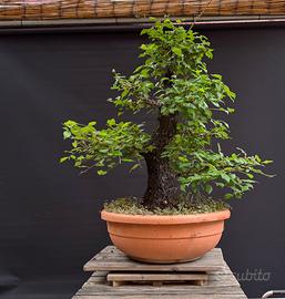 Bonsai olmo (VENDUTO)