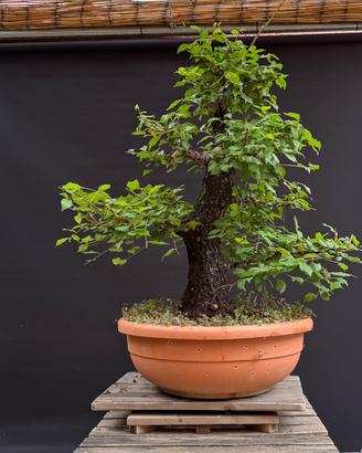 Bonsai olmo (VENDUTO)