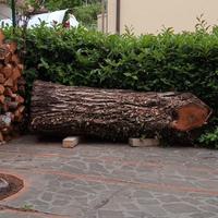 legno, tronco di noce appena tagliato.
