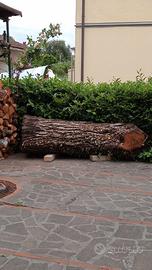 legno, tronco di noce appena tagliato.