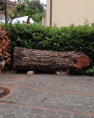 legno, tronco di noce appena tagliato.