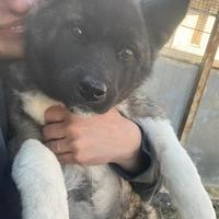 Akita americano ultima cucciola pedigree