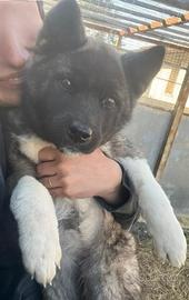 Akita americano ultima cucciola pedigree