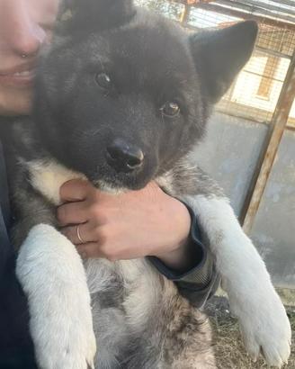 Akita americano ultima cucciola pedigree
