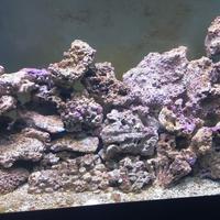 Rocce vive isole fiji