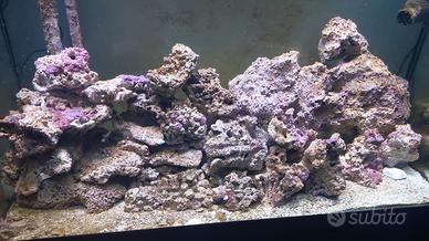 Rocce vive isole fiji