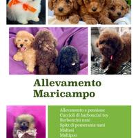 Barboncini e pomerania