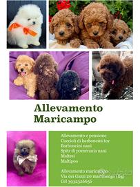 Barboncini e pomerania