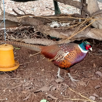 Fagiano Mongolia splendido