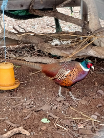 Fagiano Mongolia splendido