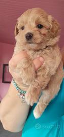 Maltipoo di prima generazione