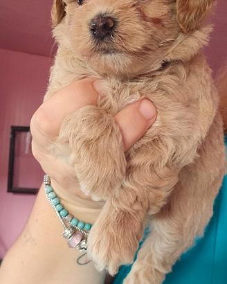 Maltipoo di prima generazione