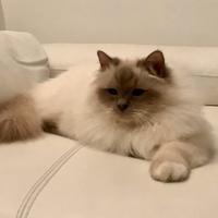 Gatto sacro di birmania per riproduzione