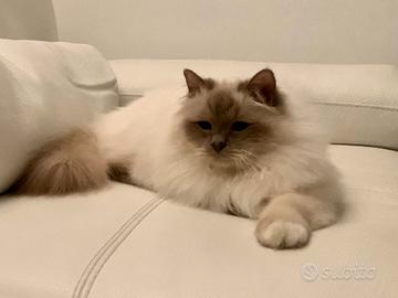 Gatto sacro di birmania per riproduzione