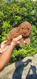 Cuccioli di barboncini mini toy maschi e femmine