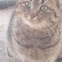 Aiuti per colonia di gatti