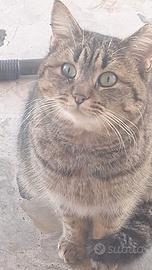 Aiuti per colonia di gatti