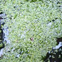 Pianta Acquatica Lemna sp. Galleggiante filtrante