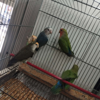 Inseparabili rosecolis