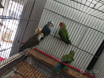 Inseparabili rosecolis