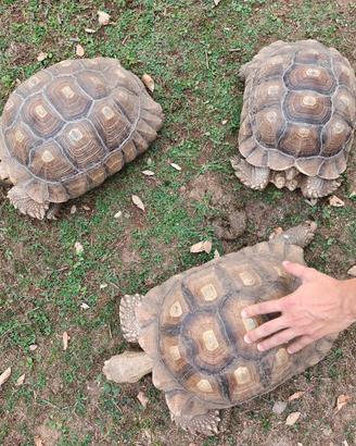 Trio Geochelone sulcata