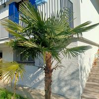 Palma singola e possibilità di tutte e tre palme