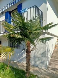 Palma singola e possibilità di tutte e tre palme