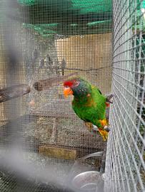 Pappagallo domestico