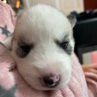 Siberian aschy mamma e papà visibili