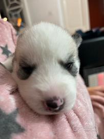 Siberian aschy mamma e papà visibili