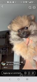 Spitz maschio