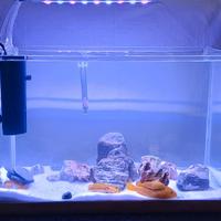 acquario Malawi da 25 litri 