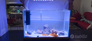 acquario Malawi da 25 litri 