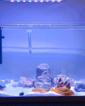 acquario Malawi da 25 litri 