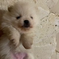 Cuccioli di spitz tedesco nano pomerania