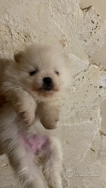 Cuccioli di spitz tedesco nano pomerania