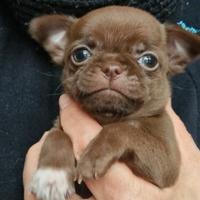 Chihuahua maschietto con pedigree