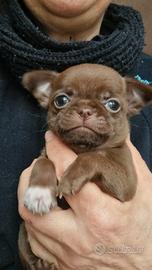 Chihuahua maschietto con pedigree