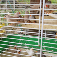 Diamanti mandarino - bengalini