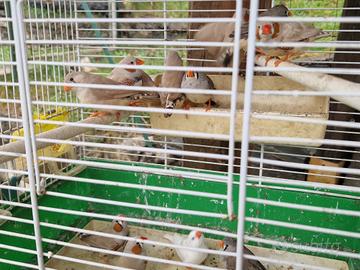 Diamanti mandarino - bengalini