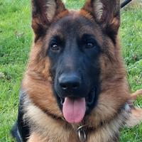 Pastore Tedesco cucciolona