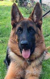 Pastore Tedesco cucciolona