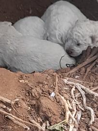 Pastore Maremmano Abruzzese