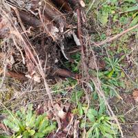 Piantine Nocciolo Nocciole Tonda Francescana 