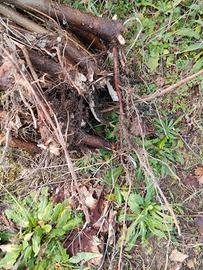 Piantine Nocciolo Nocciole Tonda Francescana 