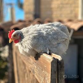 COCINCINA NANA: galline galli pulcini