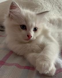 Ragdoll