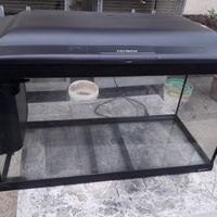 Acquario