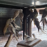 Pappagalli calopsiti adulti da riproduzione